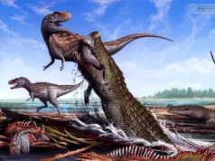 Este “crocodilo terrorista” de 31 pés comeu dinossauros. Agora está de volta