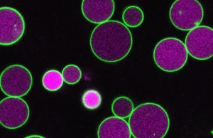Cientistas acabam de descobrir o que impede as células vegetais de crescerem descontroladamente
