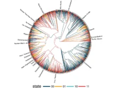 Estudo de 1.700 idiomas revela padrões ocultos surpreendentes