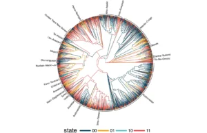 Estudo de 1.700 idiomas revela padrões ocultos surpreendentes