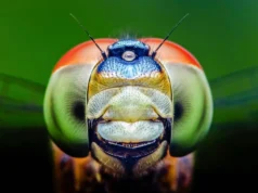 As libélulas podem ver cores que os humanos não conseguem e isso pode alterar a medicina