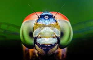 As libélulas podem ver cores que os humanos não conseguem e isso pode alterar a medicina