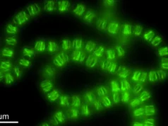 Cientistas ficaram chocados quando bactérias reciclaram máquinas de DNA para moldar células