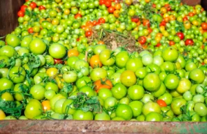 Caminhões de comida serão desperdiçados porque o computador não os aprovará