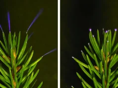 Cientistas acabam de capturar árvores iluminadas por raios durante tempestades