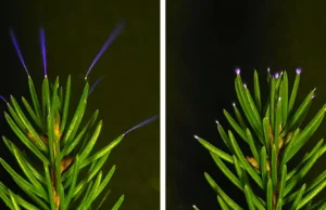 Cientistas acabam de capturar árvores iluminadas por raios durante tempestades
