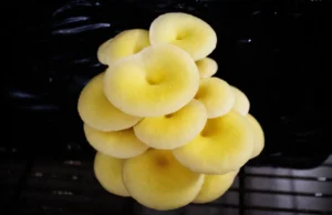 Cientistas alertaram sobre cogumelos ostra dourados vendidos nos mercados da Flórida