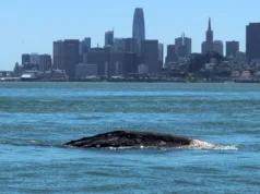 Baleias cinzentas estão entrando na Baía de São Francisco e muitas não sobrevivem
