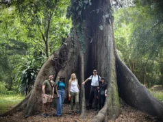 As florestas de África passaram de sumidouro de carbono a fonte de carbono