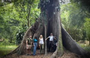 As florestas de África passaram de sumidouro de carbono a fonte de carbono