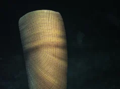 Cientistas acabam de resolver um mistério fóssil de 160 milhões de anos “Nunca vi nada igual”