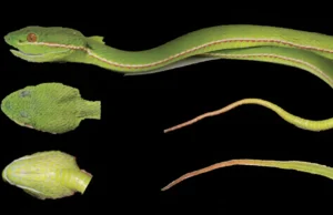 DNA revela uma espécie de pitviper escondida na China