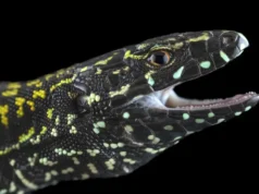 Lagartos agressivos “Hulk” estão apagando milhões de anos de evolução