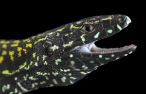 Lagartos agressivos “Hulk” estão apagando milhões de anos de evolução