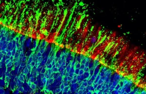 A descoberta pode proteger as células da visão que permitem ver rostos e cores
