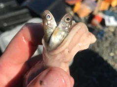 Águas mais quentes estão sobrecarregando um agressivo predador de salmão no Alasca