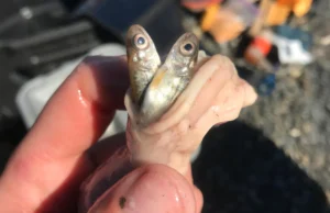 Águas mais quentes estão sobrecarregando um agressivo predador de salmão no Alasca