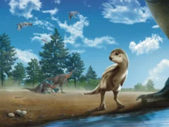 Cientistas encontraram um bebê dinossauro escondido em uma rocha e é surpreendentemente fofo