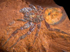 Cientistas encontraram o fóssil perfeito na ferrugem sob as terras agrícolas australianas