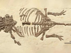 Fósseis deste minúsculo dinossauro enganaram os cientistas durante 20 anos