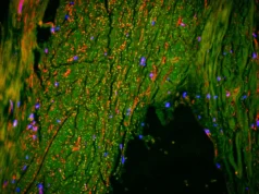 Cientistas acabam de encontrar um “dreno” escondido dentro do cérebro humano