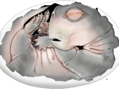 Os ancestrais dos mamíferos botavam ovos, e este fóssil de 250 milhões de anos finalmente prova isso.