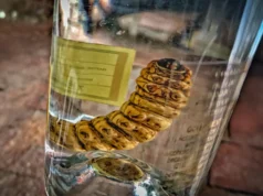 Testes de DNA em garrafas revelam surpresas com vermes mezcal