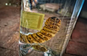 Testes de DNA em garrafas revelam surpresas com vermes mezcal