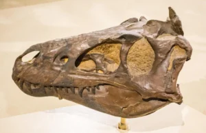 Os cientistas pensaram que era um jovem T. Rex. Eles estavam errados