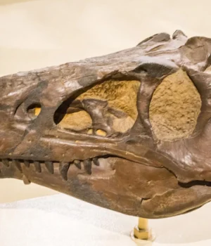 nanotyrannus-skull.webp