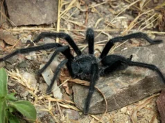 Esta nova tarântula bizarra transforma o acasalamento em uma luta pela sobrevivência