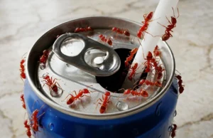 O que a cafeína faz com as formigas pode mudar o controle de pragas