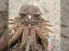 A origem trágica do olho humano remonta a um antigo “Ciclope”.