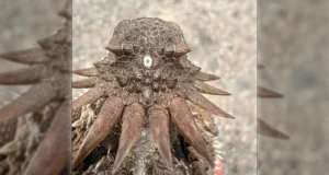 Cientistas atribuem a origem chocante dos olhos humanos a um antigo “ciclope”