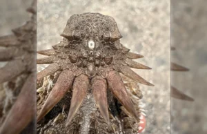 A origem trágica do olho humano remonta a um antigo “Ciclope”.