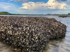 Este design simples pode salvar recifes de ostras em todo o mundo