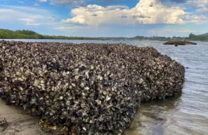 Este design simples pode salvar recifes de ostras em todo o mundo