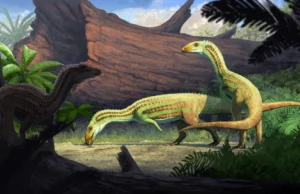 Este antigo parente crocodiliano cresceu sobre quatro patas e depois andou sobre duas patas