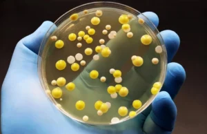 O grafeno mata “superbactérias” bacterianas prejudiciais, mas poupa as células humanas
