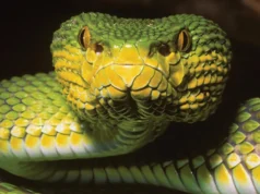 Novas espécies de cobras “surpreendentes” em Mianmar parecem múltiplas espécies ao mesmo tempo