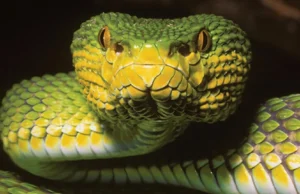 Novas espécies de cobras “surpreendentes” em Mianmar parecem múltiplas espécies ao mesmo tempo