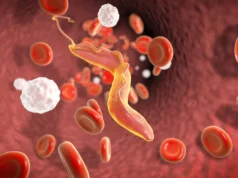 Cientistas descobrem “triturador molecular” que ajuda parasitas mortais a escapar do sistema imunológico