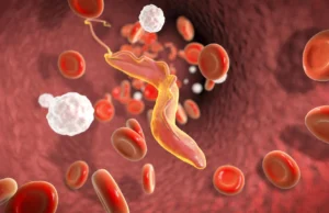 Cientistas descobrem “triturador molecular” que ajuda parasitas mortais a escapar do sistema imunológico