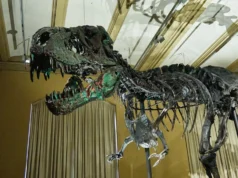 T. Vasos sanguíneos encontrados em ossos de Rex estão reescrevendo a ciência dos dinossauros