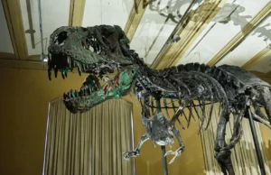 T. Vasos sanguíneos encontrados em ossos de Rex estão reescrevendo a ciência dos dinossauros