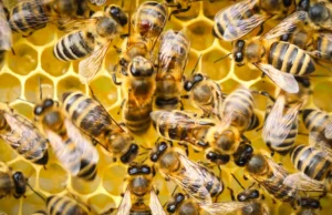 Estas abelhas da Califórnia estão derrotando um assassino que está destruindo colônias