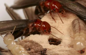 Taxa de sucesso de 95%: esta nova técnica os atrai direto para a morte