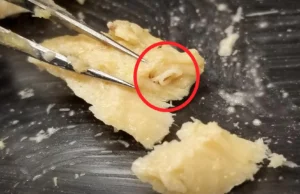 Cientistas abrem salmão de 40 anos e encontram um sinal surpreendente de recuperação do oceano