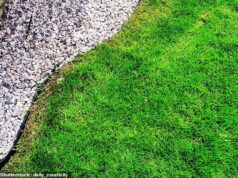 Estou envolvido numa disputa com o meu vizinho por causa de um pequeno terreno – posso reclamar usucapião?