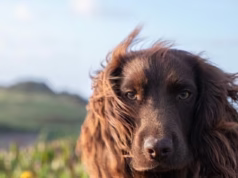 ‘Bem-vindo à família, Otto!’: Kate e o Príncipe William apresentam aos fãs seu cocker spaniel com uma nova foto da princesa quando ela completa um ano hoje